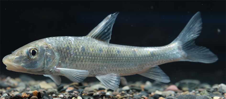 图鉴我国增殖放流允许的主要淡水鱼类广布种21种