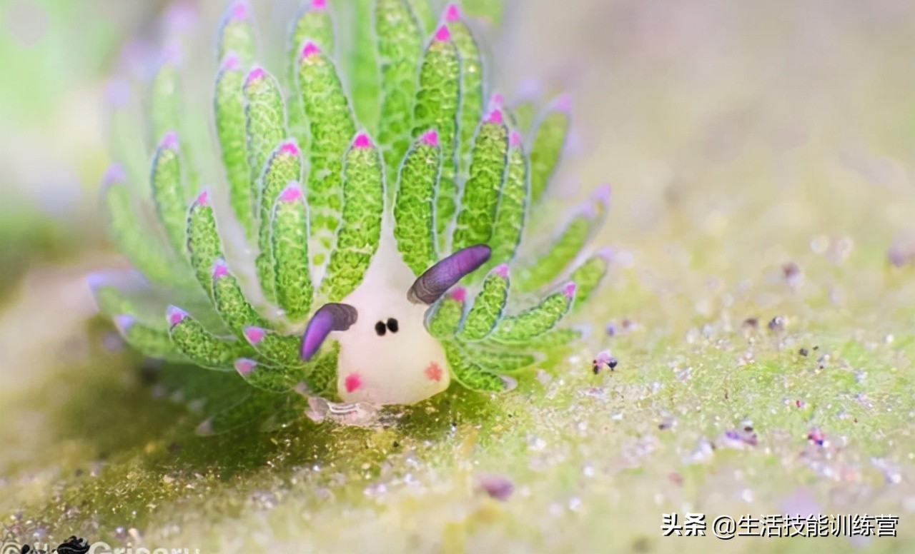 35张图片带我们领略大自然的狂野和美丽