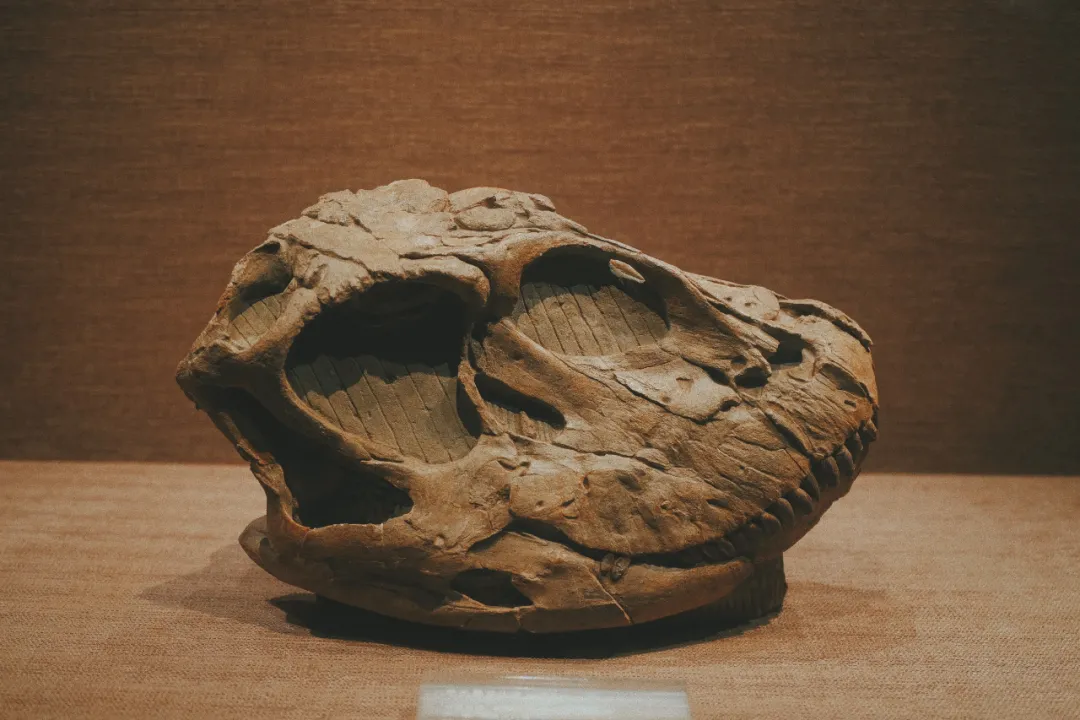 最近超火的盐帮菜之乡让我大开眼界，奇怪的知识又增加了