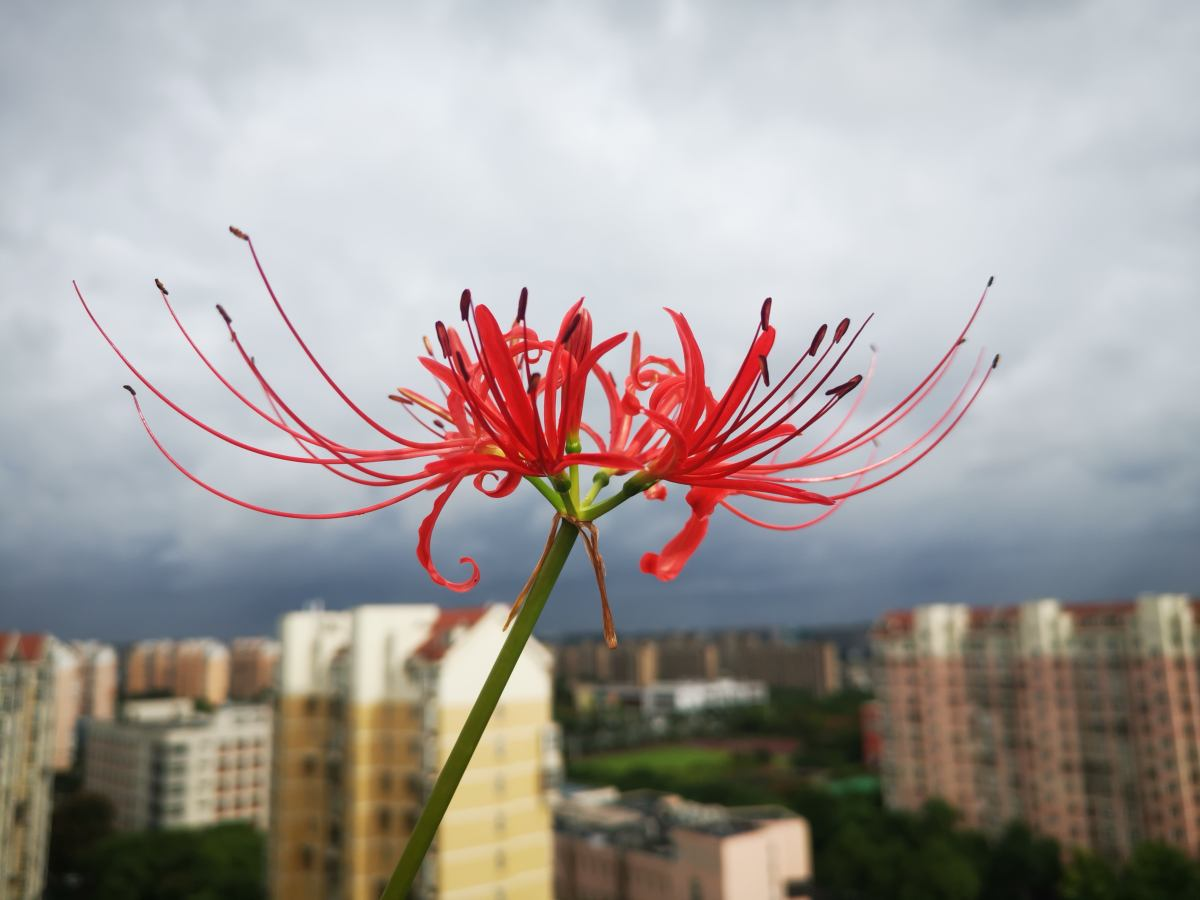 家里养海棠花不吉利(民间传说不吉利的5种花，养在家里有忌讳，真相真的是这样吗？)