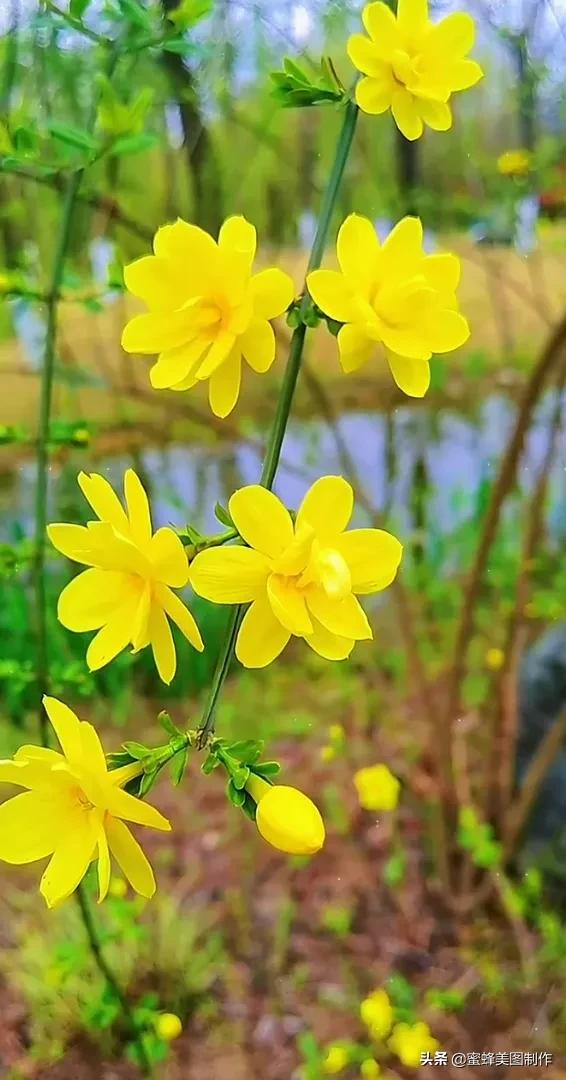 鲜花，因盛开而芬芳；风景，因走过而醉人