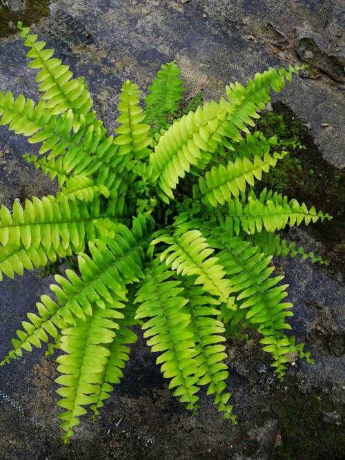 蕨类植物的主要特征（常见3种蕨类植物的生活环境）