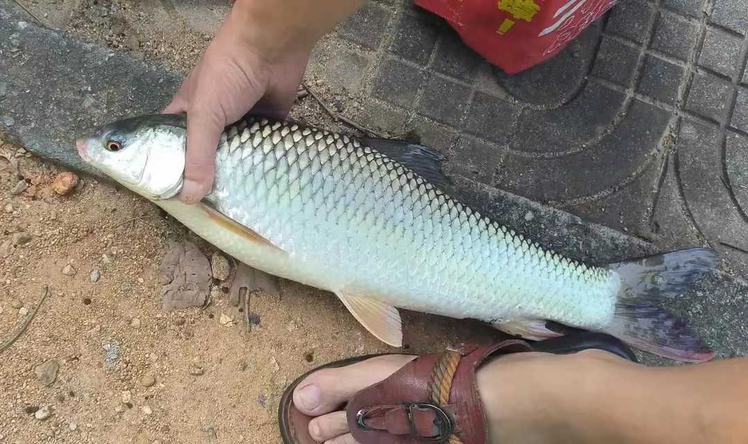 它是印度鱼,却在我国南方水域繁衍近40年!被不少人误认成草鱼