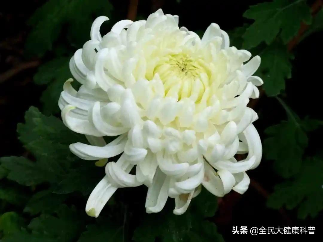 白菊花和黄菊花有什么不同?