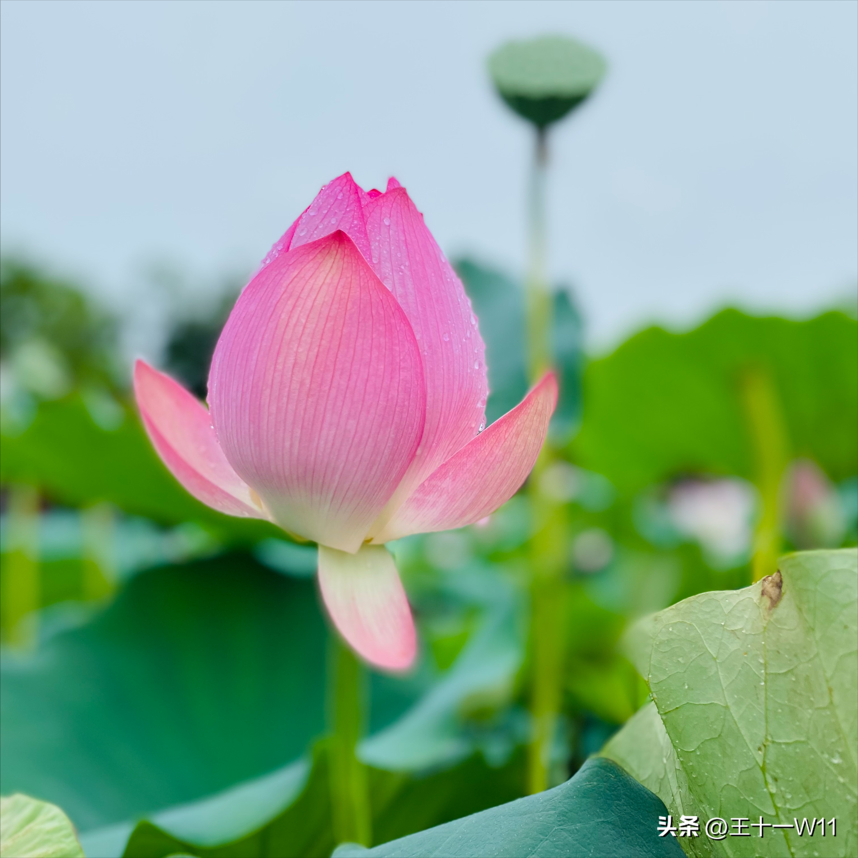 雨中漫步宝墨园，赏荷游船好惬意