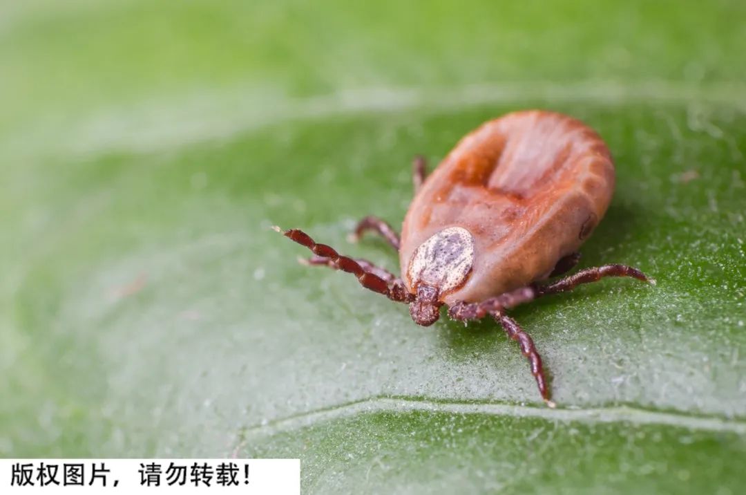 小小的蜱虫，为何能致人死亡？被咬后该如何处理？