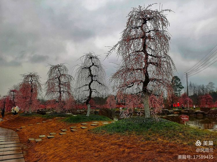 烟雨蒙蒙问花村 作者：武术兰