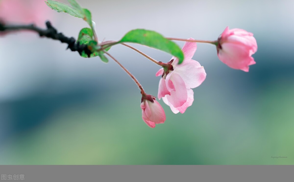 春暖花开，愿你有个好心情