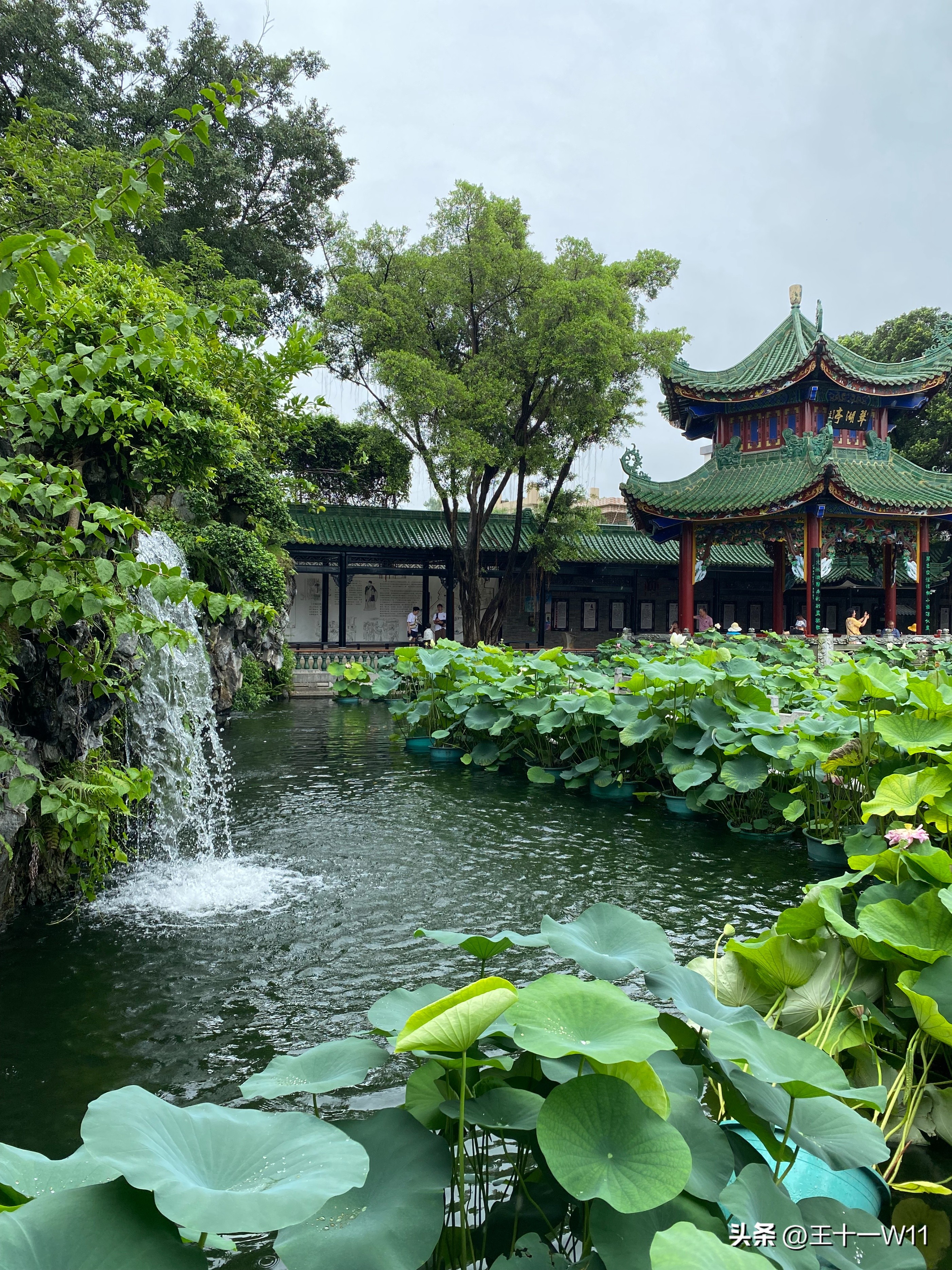 雨中漫步宝墨园，赏荷游船好惬意