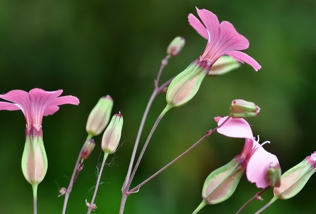 常被认成"面条菜",实际上是"王不留行",价值也很高别忽视