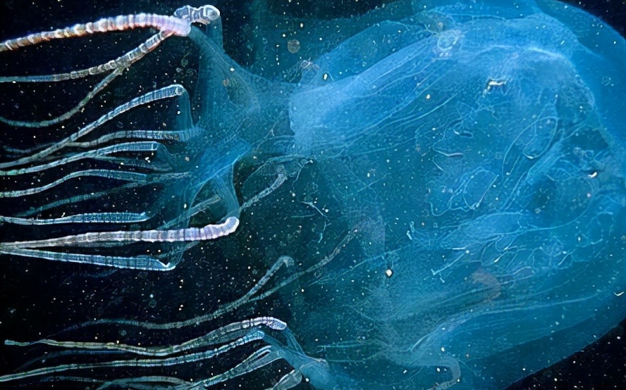 史上十大恐怖动物杀手：七种臭名昭著的致命生物