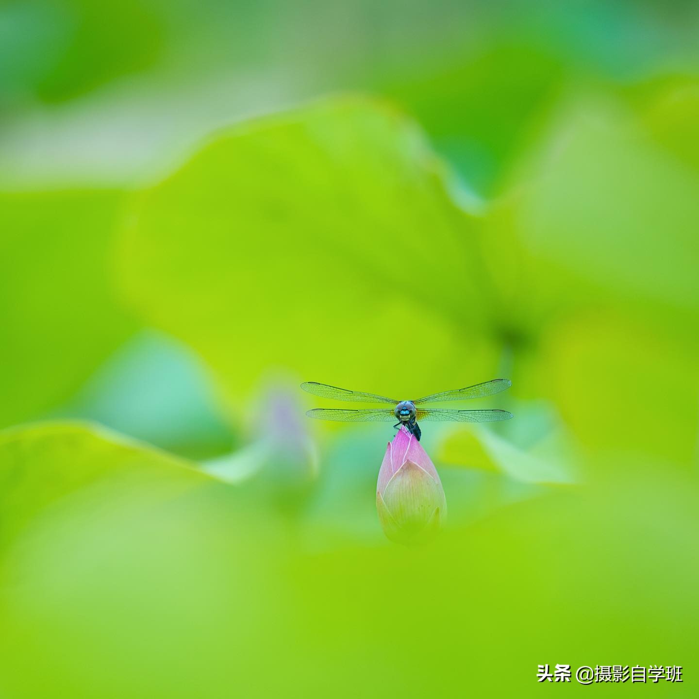 荷叶荷花的图片（两分钟教你8个超好看的荷花摄影技巧）