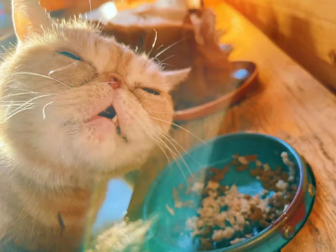 我可是拥有“三岁画老”天赋的小猫咪