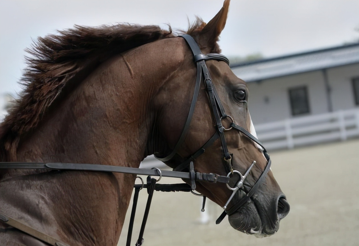 缰绳的拼音(辔怎么读?辔的读音和意思)