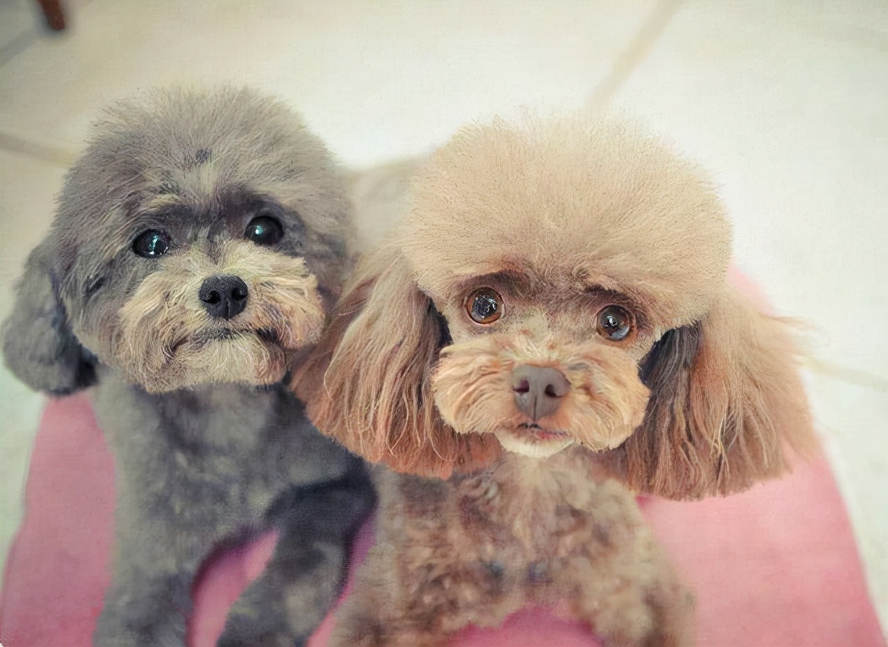 最好养的几种狗,新手也能养好,一年四季都健康