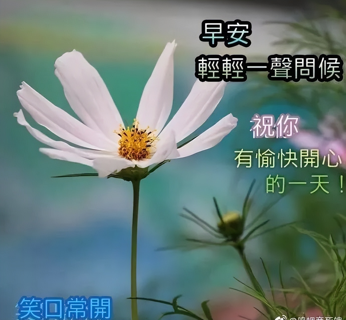 新版早上好微信祝福语录大全 一句问候，幸福安康图片