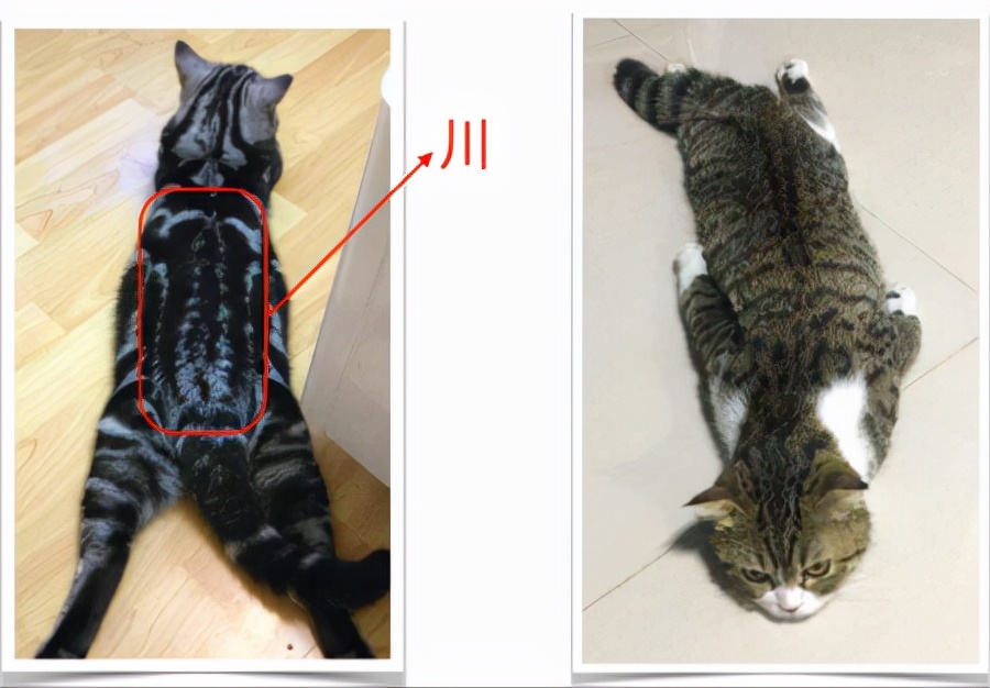 狸花猫和虎斑猫的区别（介绍狸花猫和美短猫的本质差别）