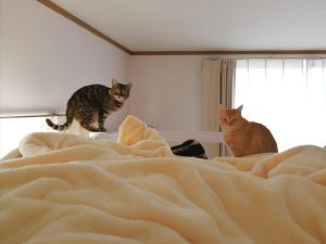 猫闹钟永远值得信赖！早上六点被3猫「准时围堵」：饭呢