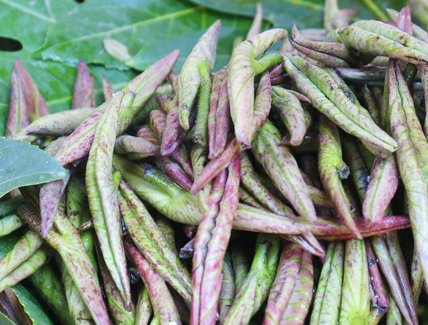 夏季摘野菜，送你61种野菜大图鉴，让你轻松认识各种野菜和吃法