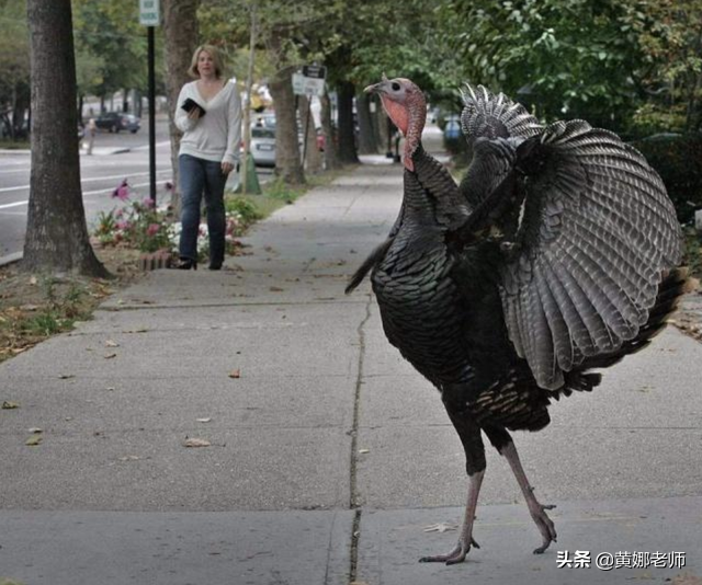 turkey是哪个国家(土耳其：我不是“火鸡”！土耳其turkey，为什么偏偏和火鸡同名？)
