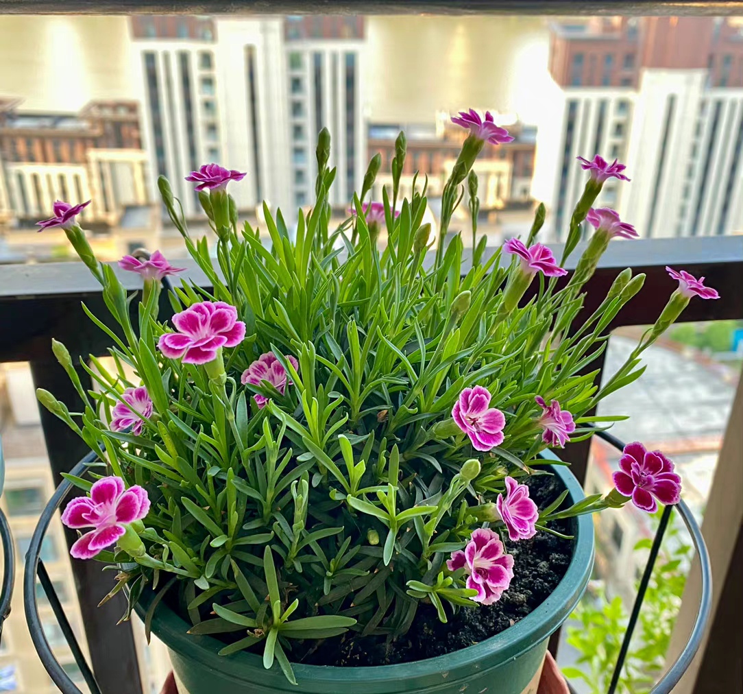 红色的康乃馨的花语（母亲节康乃馨选购指南）
