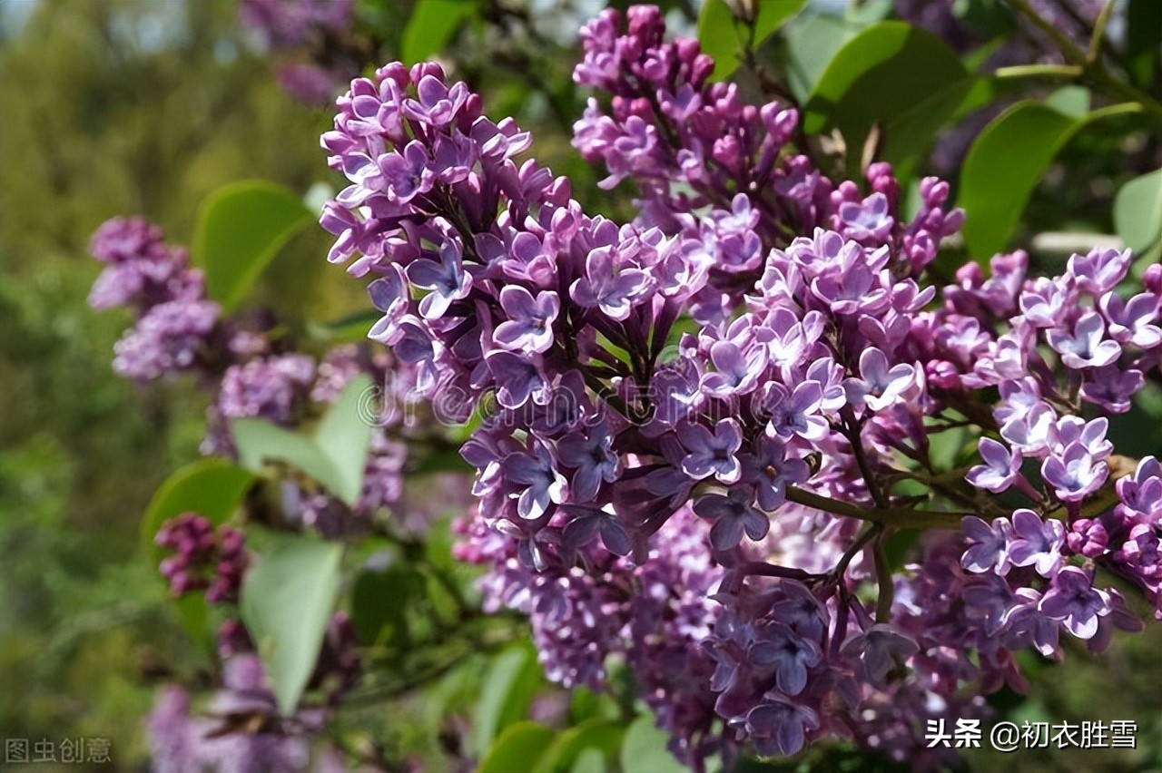 紫色丁香花唯美句子_晶羽文學網