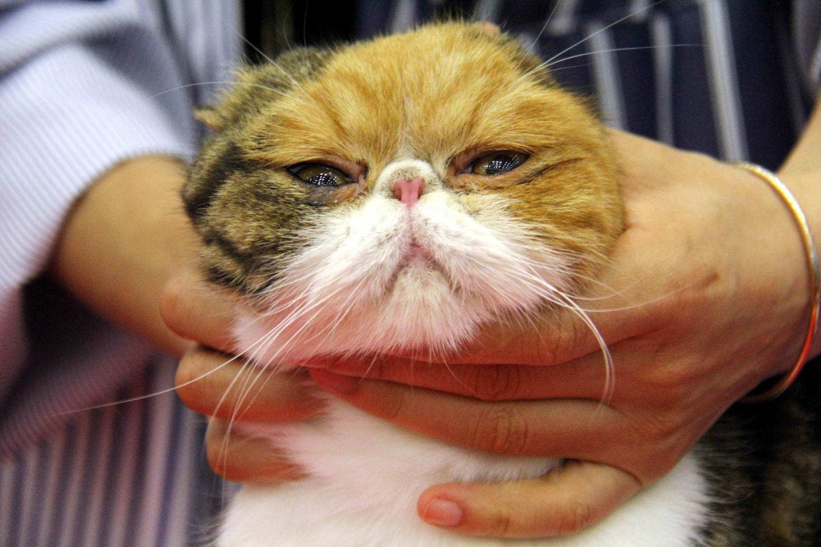 好看且聪明的"加菲猫",是你的梦中情猫吗?