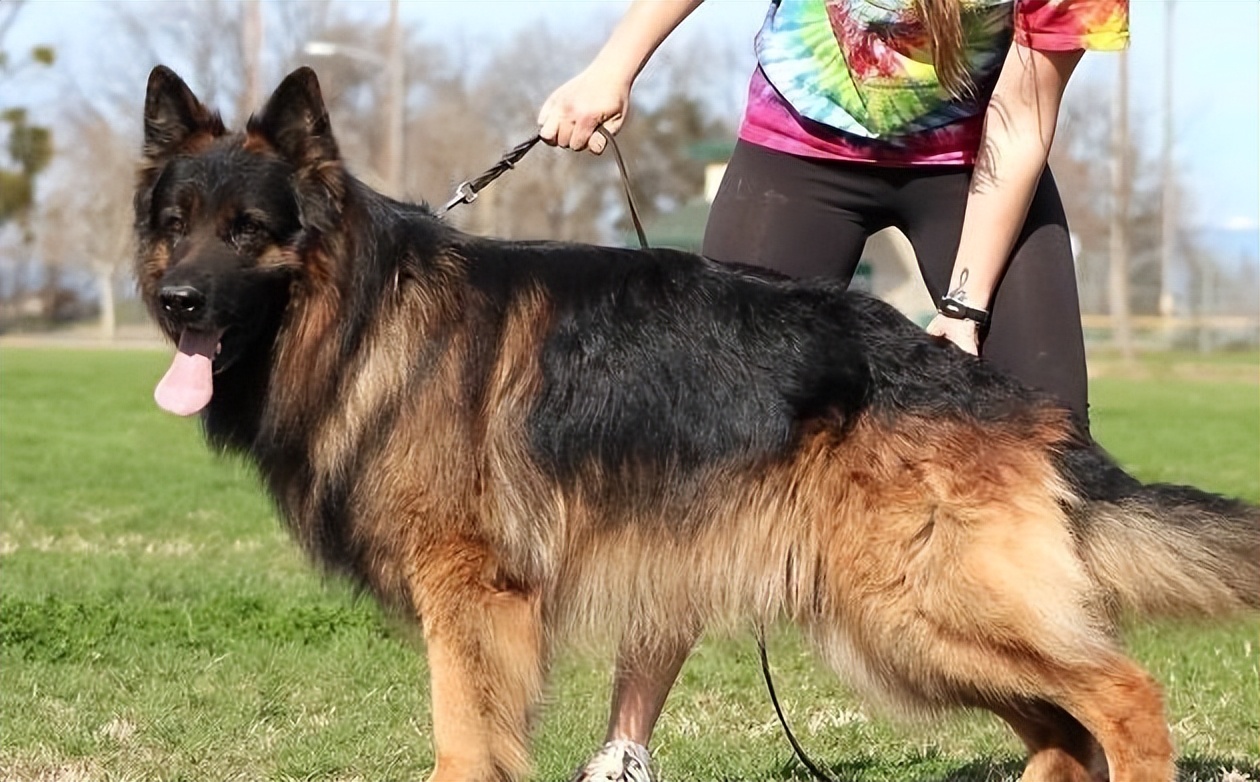 德牧多少钱一只幼犬养