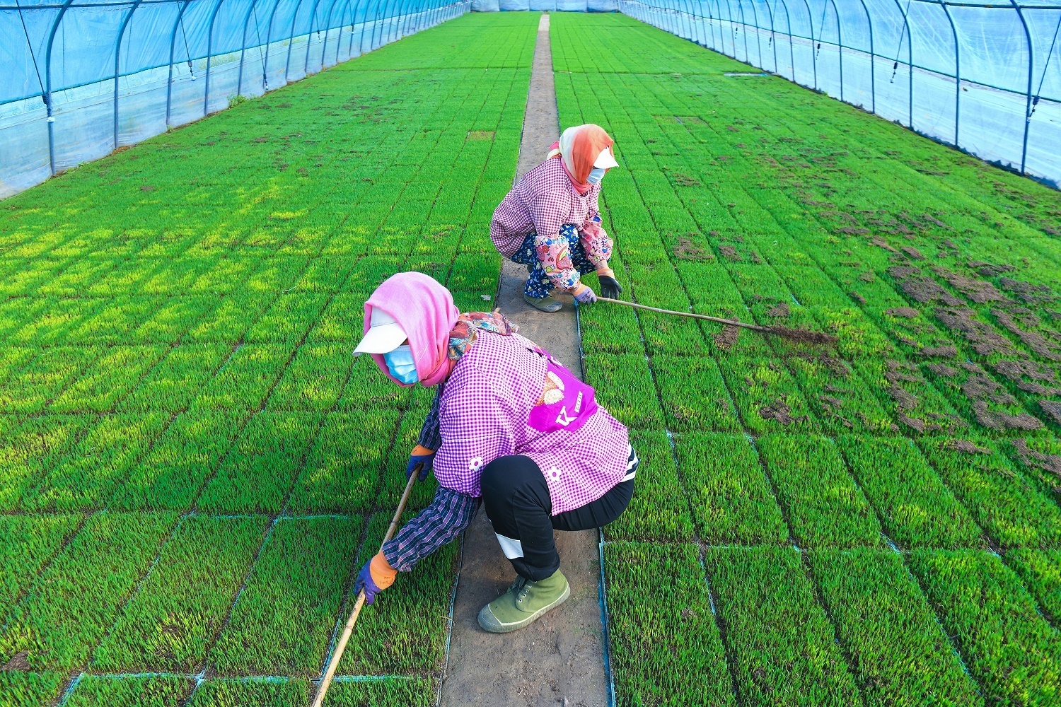 唐山曹妃甸：突破盐碱地改土降盐关键技术