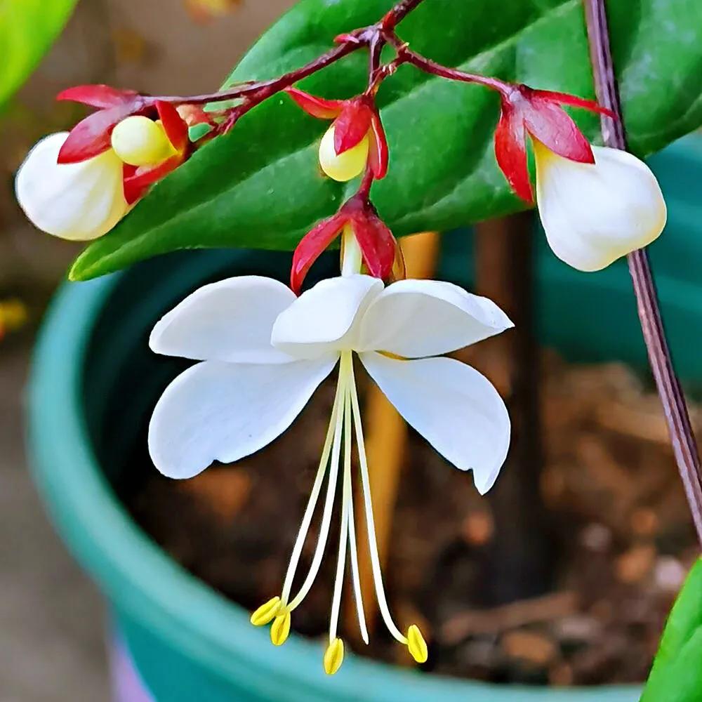 垂丝茉莉～花如蝴蝶翩翩舞,香似茉莉沁心脾