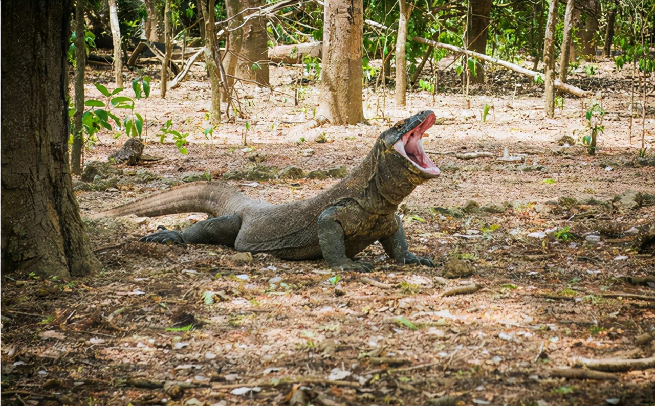现存最大的蜥蜴,被"神话"的科莫多巨蜥,其真正实力到底如何?