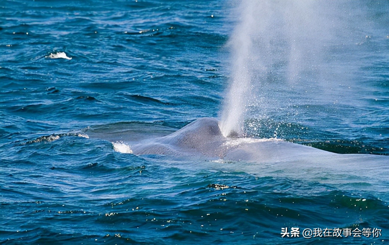 他是号称世界上最大的鲸鱼，你知道长多少米？重多少吨吗？