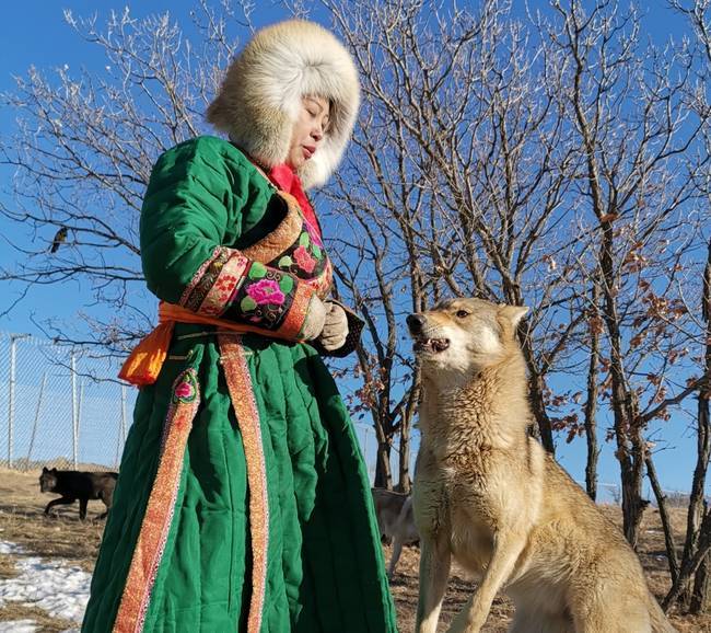 牧民带回受伤狼崽医治，母狼追踪而来，蹲守在蒙古包外一夜