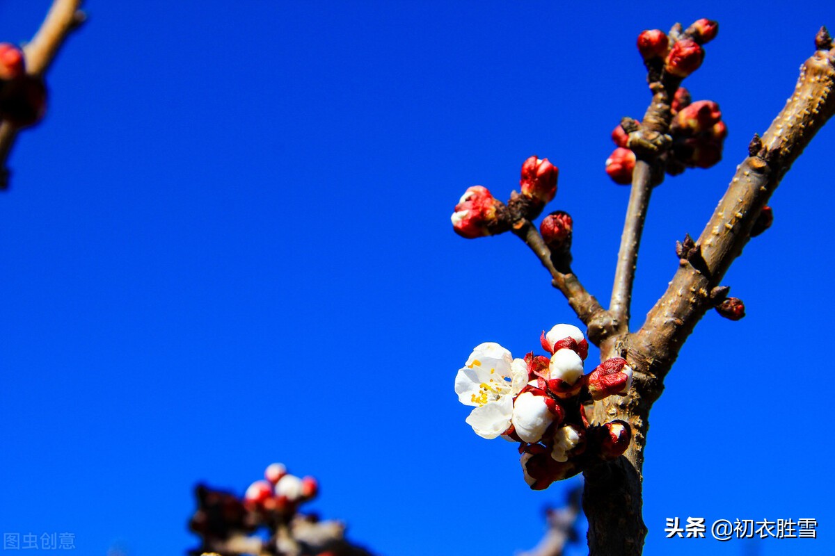 早冬别致梅花宋诗七首：涧头一树小春梅，小春枝上含珠颗