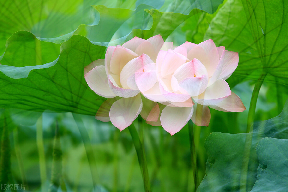 致挚爱：你是我灵魂深处最温柔的牵挂