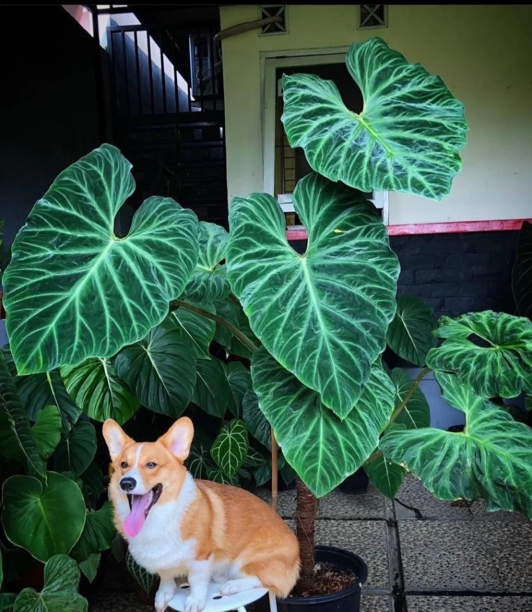 客厅最适合养大型绿植，这6种新型植物，好看好养护，养人养心