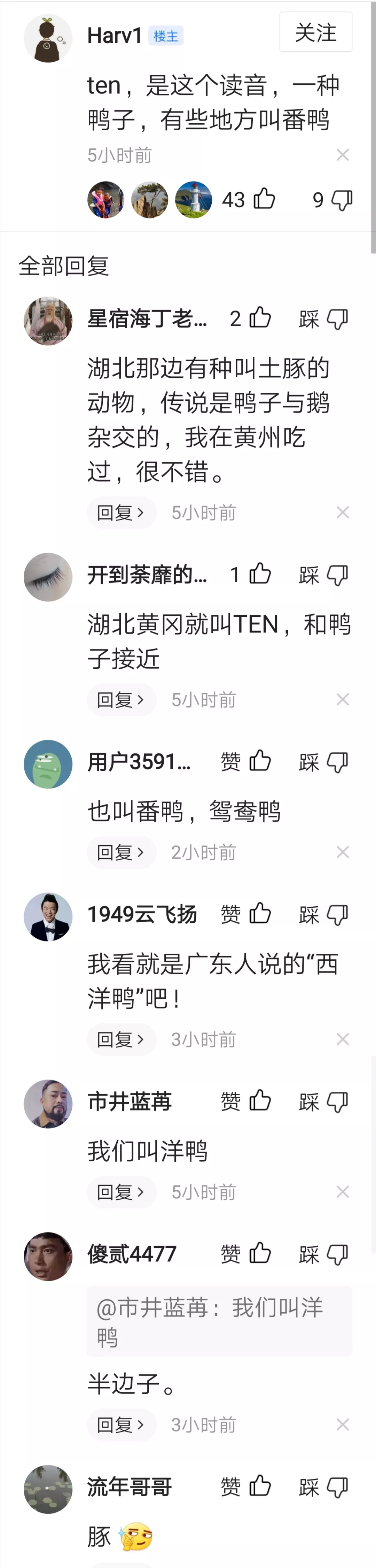 豚，到底是小猪还鸭？中华文化博大精深！