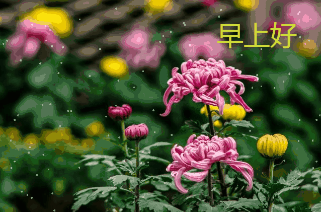 朋友圈周五早上好图片 星期五早上好问候语精选 健康为贵、平安是福图片