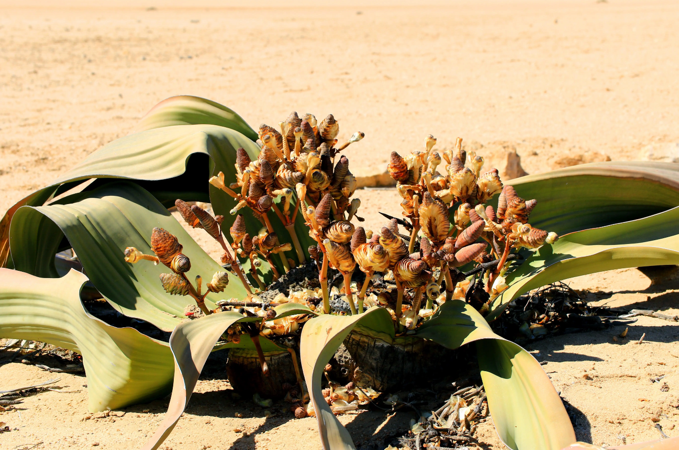 兰花不同,千岁兰其实是一种树,它属于裸子植物门百岁兰科百岁兰属植物