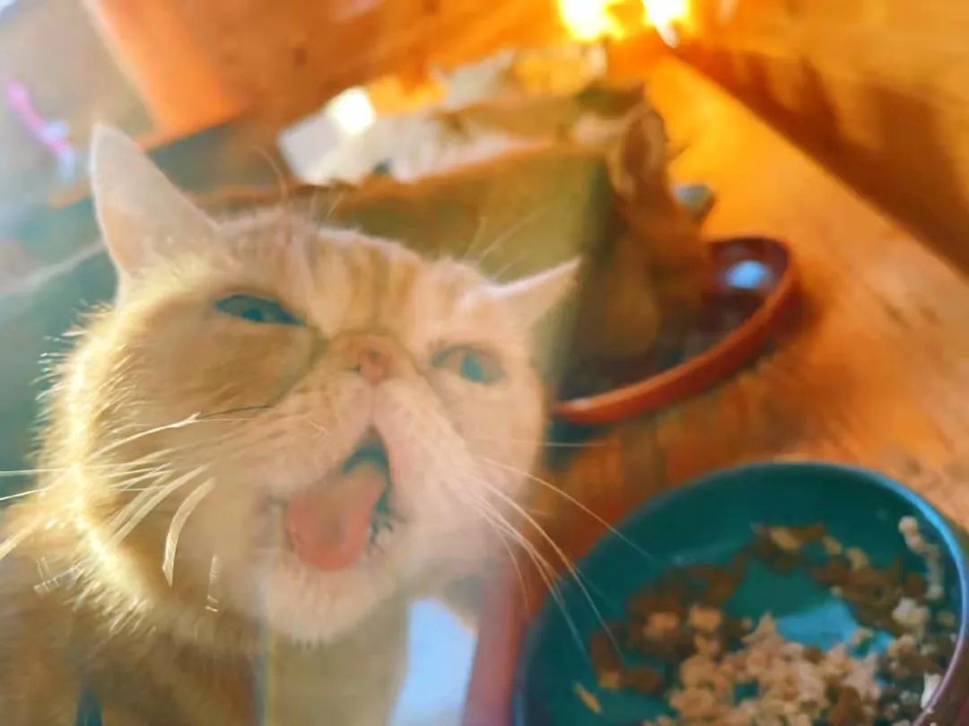 我可是拥有“三岁画老”天赋的小猫咪