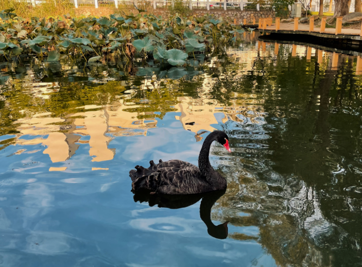 江苏这所“最美高校”火了！坐拥宫殿式建筑，建筑大师梁思成参与设计！