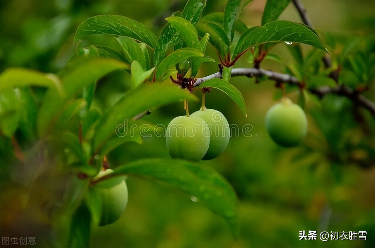 晚春清丽青梅诗词五首：中庭自摘青梅子，先向钗头戴一双