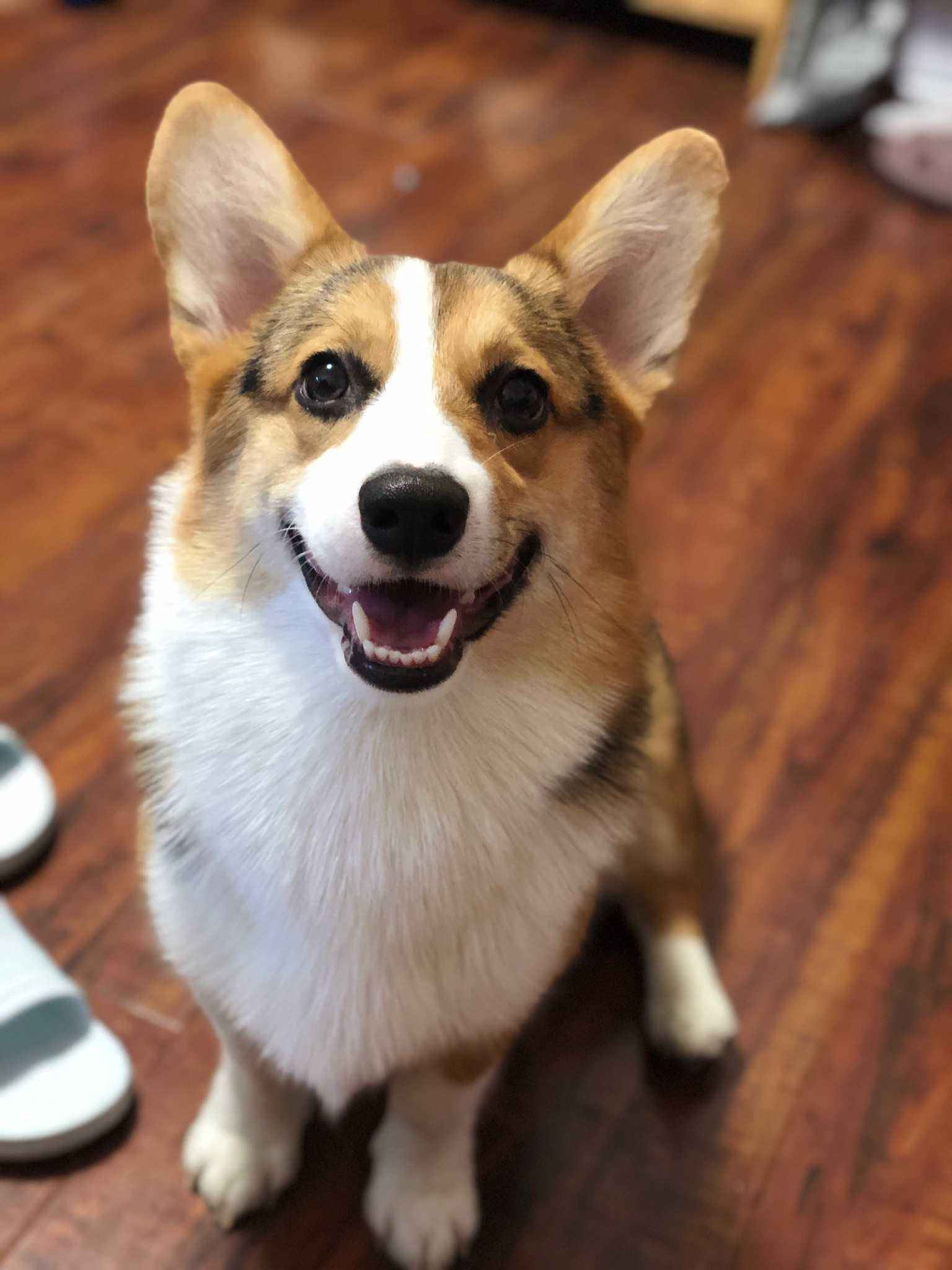 柯基犬的优缺点，看完以后，再决定养不养