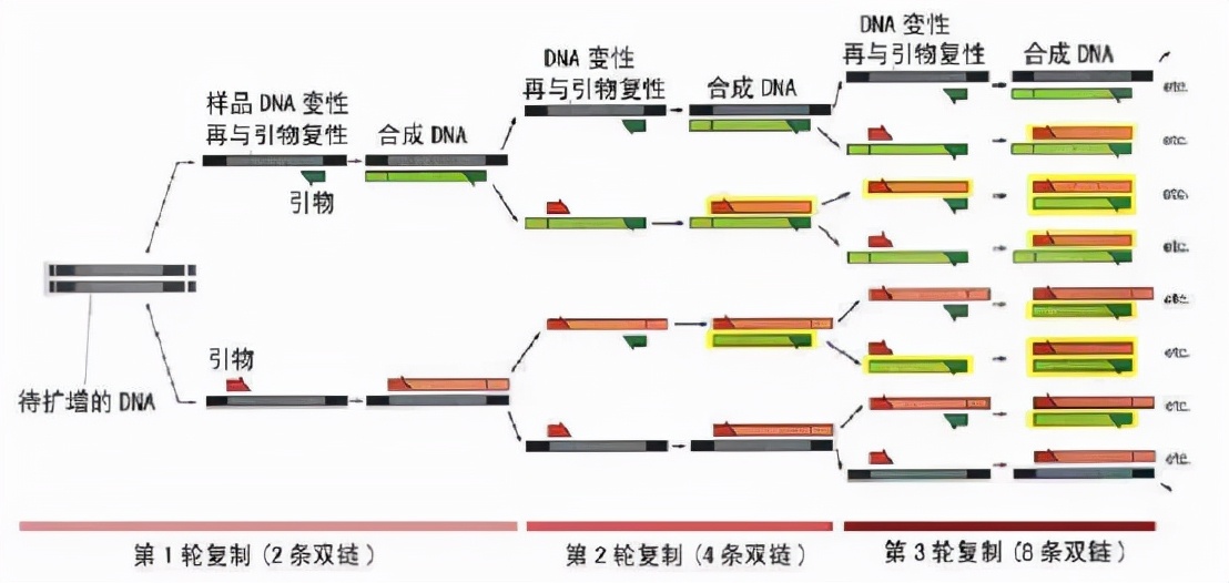 pcr复制三次过程图图片