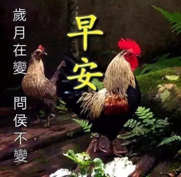 清晨问候大家早上好的动态图表情图片 幸福从早安开始图片