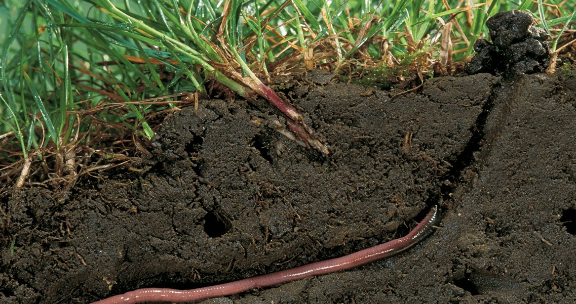 为何"电蚯蚓"屡禁不止?一次可赚千元,暴利下藏着怎样的隐患?