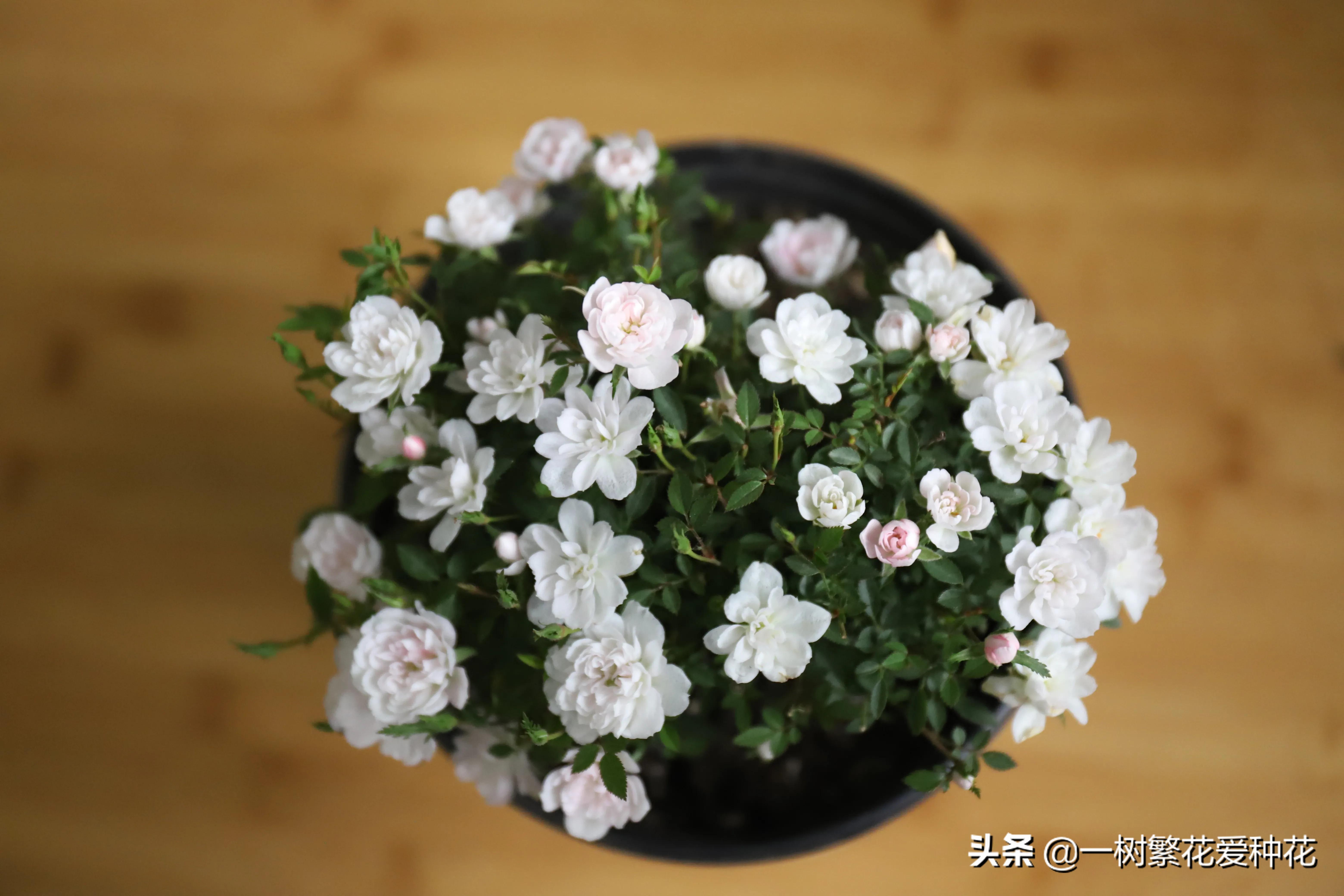 21种我最喜欢的月季，藤本微月灌木一网大全，说说养过的真实感受