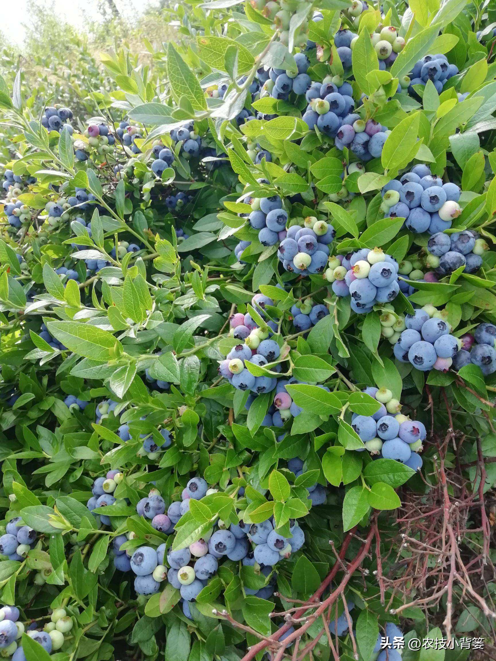 薄雾蓝莓与什么蓝莓搭配种植好(种植蓝莓怎么挑选优良品种？16个蓝莓品种由你自己选)