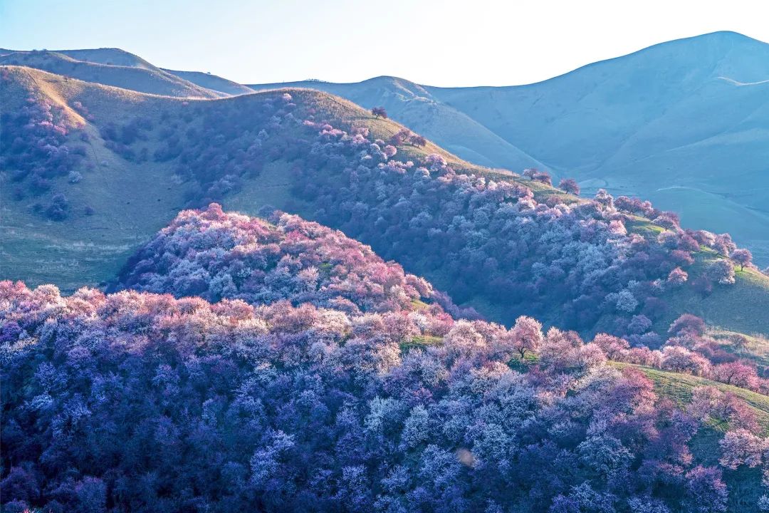 四月，承包了天山春色的伊犁，正经历着全国最大面积的杏花春雨