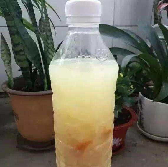 盆土硬得像石頭？澆碗自制的肥水，讓土壤松軟得像面包，種啥啥活